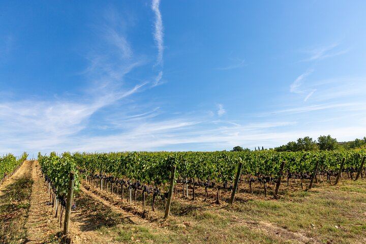 Montepulciano Winery Visit and Cellar Tour with Three Wines and a Tuscan Cold Cuts Board (11/12)