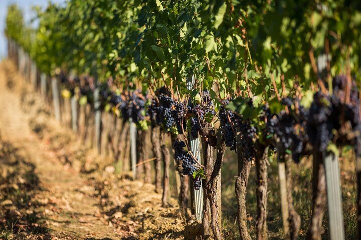 Fattoria Svetoni Winery Visit and 3-Wine Tasting with Olive Oil, Montepulciano Countryside (6/12)