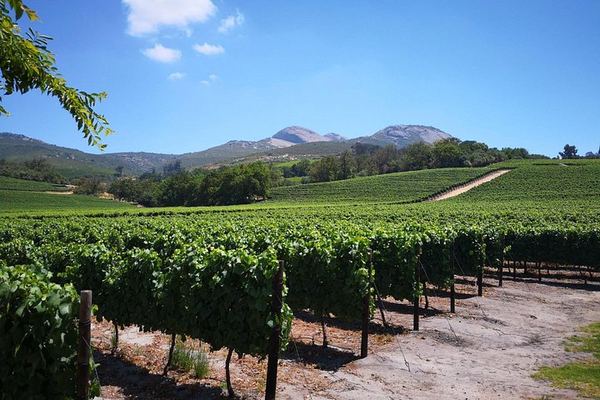 Private Wine Tour from Cape Town for 2 to 7 Guests: Stellenbosch, Franschhoek, Paarl