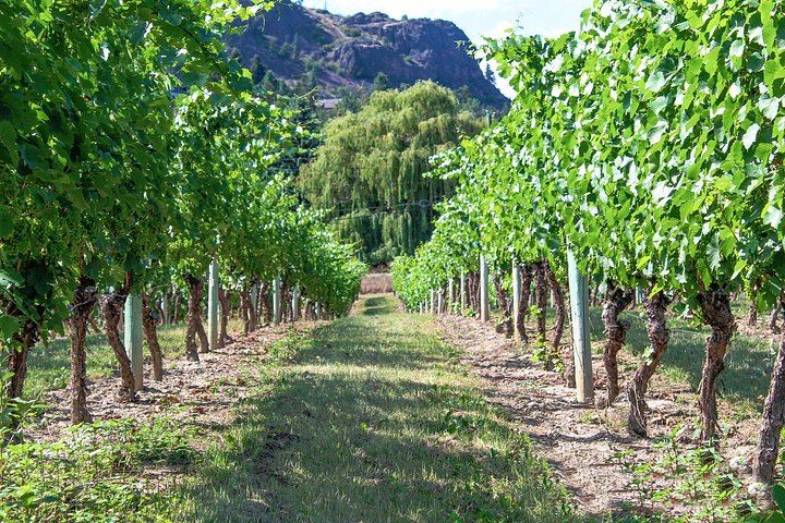 Private Kelowna Wine Tour by Mercedes Sprinter Van for Up to 11 Guests, 4 Hours (10/12)