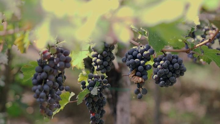 Boscotrecase Family Winery on Vesuvius: Vineyards, Farm-Tool Museum, Four Wines and Lunch (4/12)