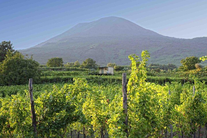 Boscotrecase Family Winery on Vesuvius: Vineyards, Farm-Tool Museum, Four Wines and Lunch (11/12)