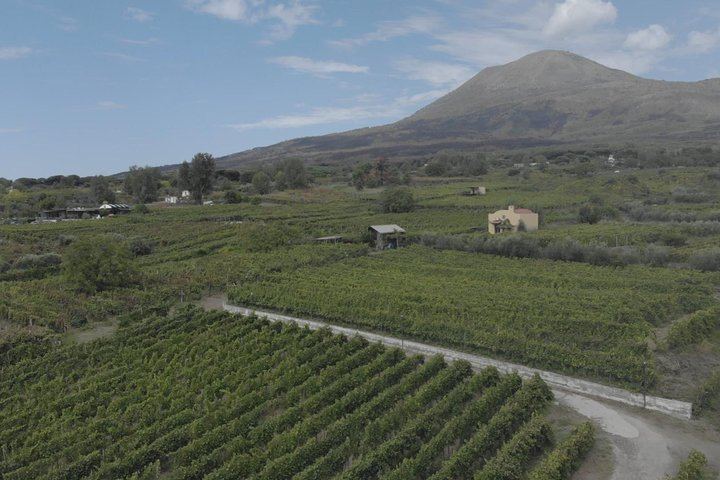 Boscotrecase Family Winery on Vesuvius: Vineyards, Farm-Tool Museum, Four Wines and Lunch (3/12)