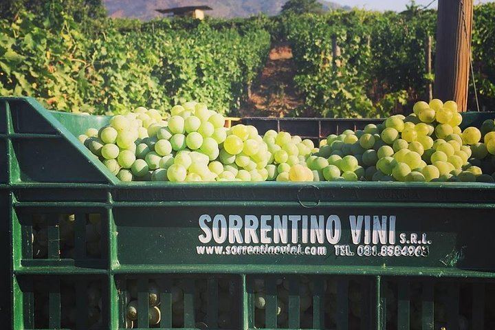 Boscotrecase Family Winery on Vesuvius: Vineyards, Farm-Tool Museum, Four Wines and Lunch (7/12)