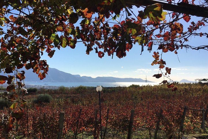 Boscotrecase Family Winery on Vesuvius: Vineyards, Farm-Tool Museum, Four Wines and Lunch (6/12)