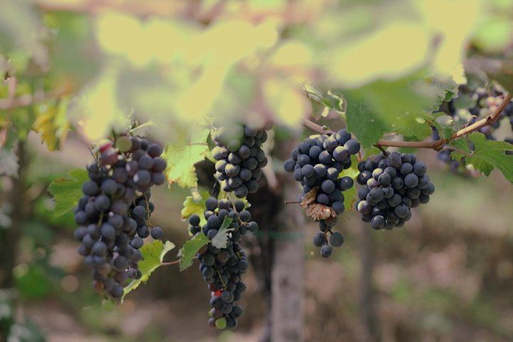 Boscotrecase Family Winery on Vesuvius: Vineyards, Farm-Tool Museum, Four Wines and Lunch (4/12)