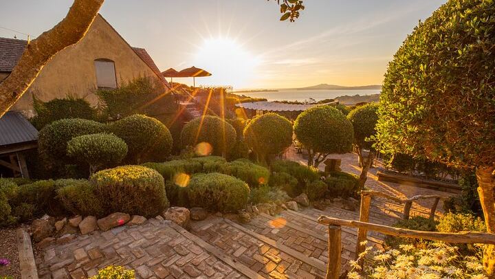Waiheke Half-Day Scenic Wine Tour: Two Vineyards, Platter Lunch, 12pm Ferry (3/11)