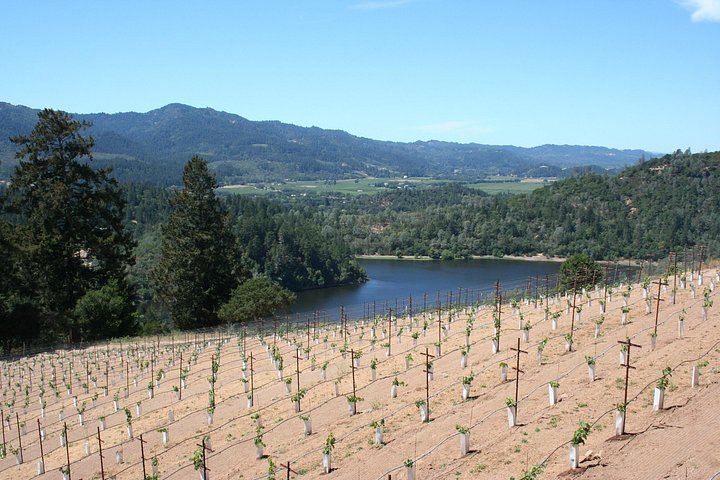 Apex Wine Tours: Private 6-Hour Lincoln MKT Stretch Limo Tour of Napa or Sonoma (8/12)