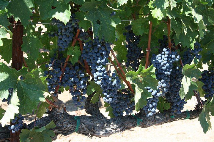 Apex Wine Tours: Private 6-Hour Lincoln MKT Stretch Limo Tour of Napa or Sonoma (11/12)