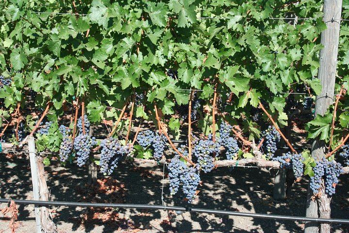 Private 6-Hour Napa Valley Wine Tour by Premium SUV for Up to 6 Guests (11/12)