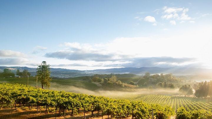 Napa and Sonoma Guided Wine Tour with Flights of 3 to 5 Tastings per Winery (2/8)