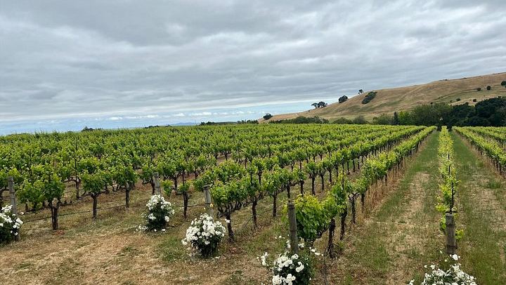 Napa and Sonoma Guided Wine Tour with Flights of 3 to 5 Tastings per Winery (3/8)