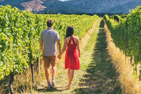 Napa and Sonoma Guided Wine Tour with Flights of 3 to 5 Tastings per Winery