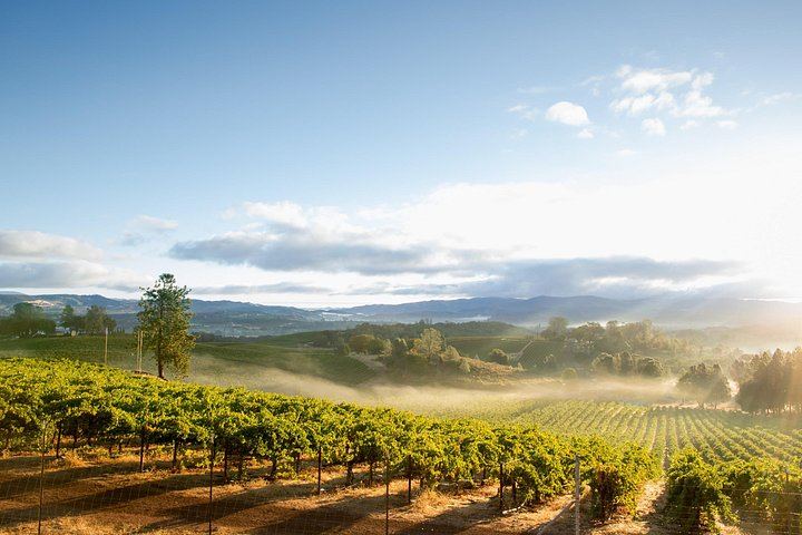 Napa and Sonoma Guided Wine Tour with Flights of 3 to 5 Tastings per Winery (2/8)