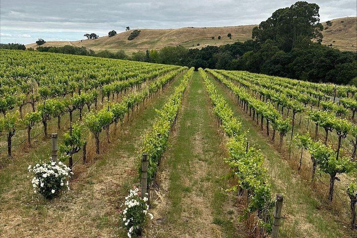 Napa and Sonoma Guided Wine Tour with Flights of 3 to 5 Tastings per Winery (5/8)