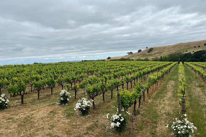 Napa and Sonoma Guided Wine Tour with Flights of 3 to 5 Tastings per Winery (3/8)