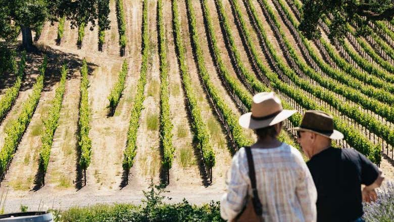 Napa and Sonoma Valley Wine Tour from Fisherman's Wharf, Half-Day or Full-Day (4/7)