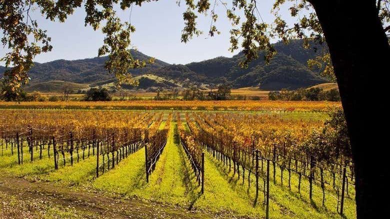 Napa and Sonoma Valley Wine Tour from Fisherman's Wharf, Half-Day or Full-Day (1/7)