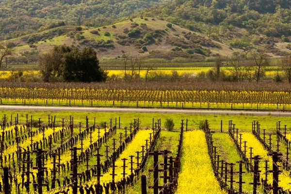 Napa and Sonoma Valley Wine Tour from Fisherman's Wharf, Half-Day or Full-Day