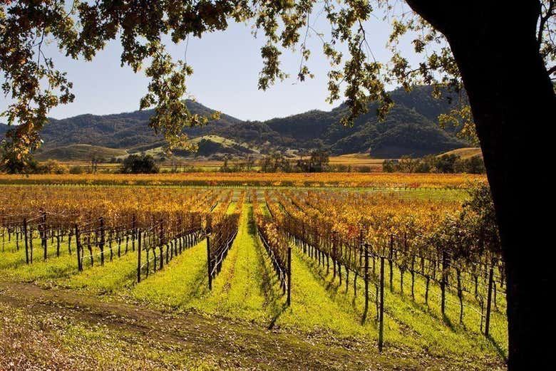 Napa and Sonoma Valley Wine Tour from Fisherman's Wharf, Half-Day or Full-Day (1/7)