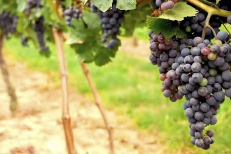 Napa and Sonoma Valley Wine Tour from Fisherman's Wharf, Half-Day or Full-Day (6/7)