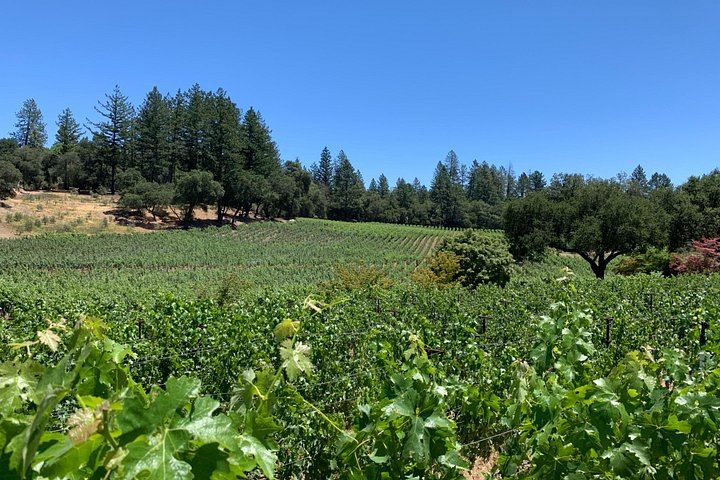 Private Customized Napa and Sonoma Wine Tour, 6 to 8 Hours in an XL SUV (6/12)