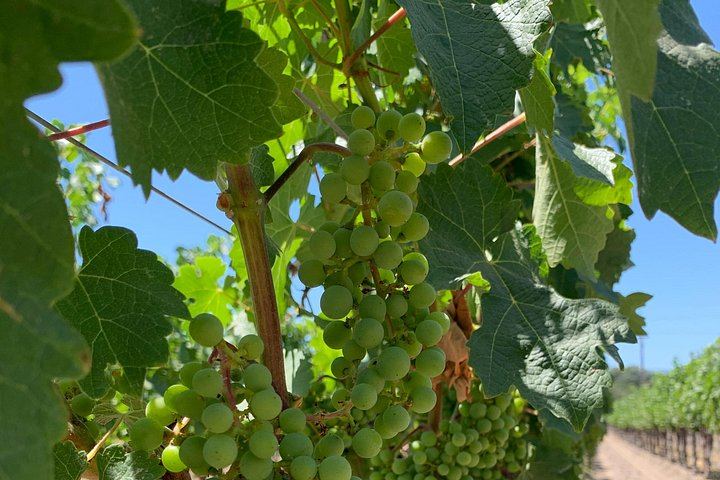 Private Customized Napa and Sonoma Wine Tour, 6 to 8 Hours in an XL SUV (4/12)