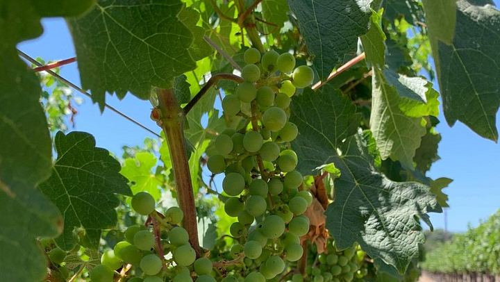 Private Customized Napa and Sonoma Wine Tour, 6 to 8 Hours in an XL SUV (4/12)