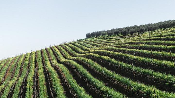 Private Napa and Sonoma Wine Country Tour for Up to 6 Guests per Vehicle (3/5)