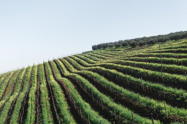 Private Napa and Sonoma Wine Country Tour for Up to 6 Guests per Vehicle (3/5)
