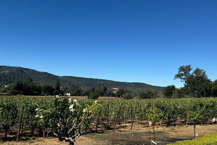 Napa Valley and Sonoma 6-Hour Private Luxury Wine Tour with Airport Transfers (4/5)