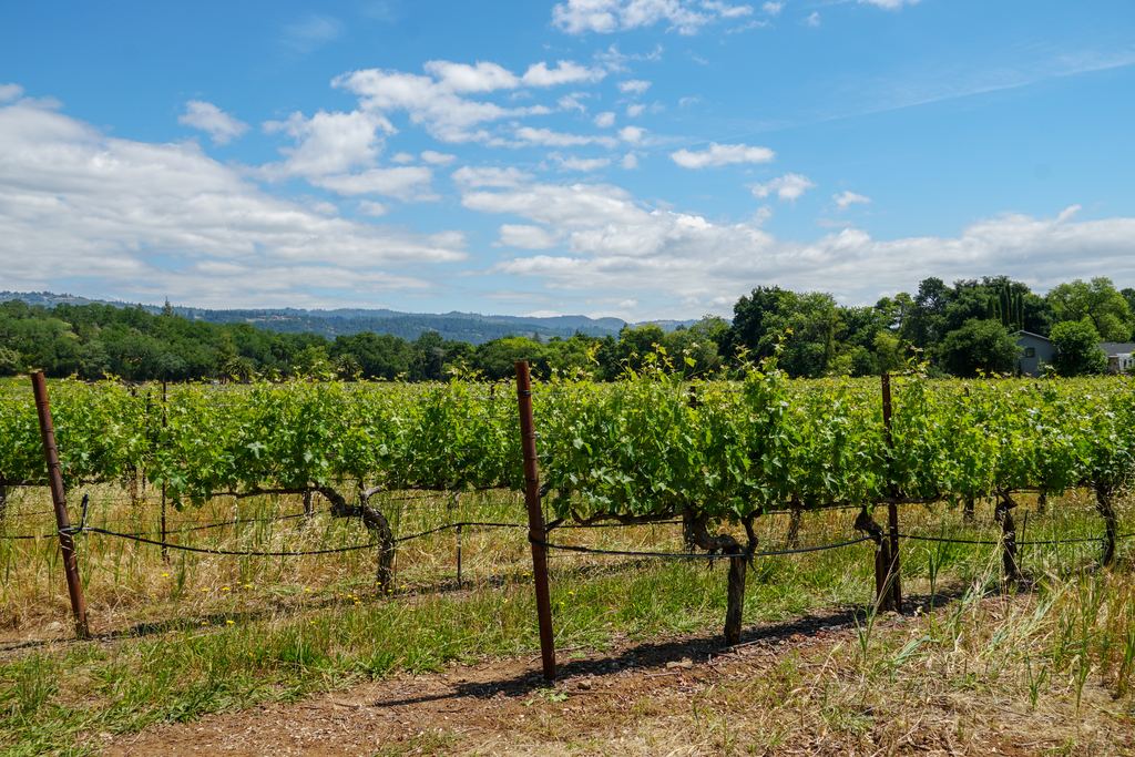 Vines trained on posts with wooded hills behind in Napa Valley, California