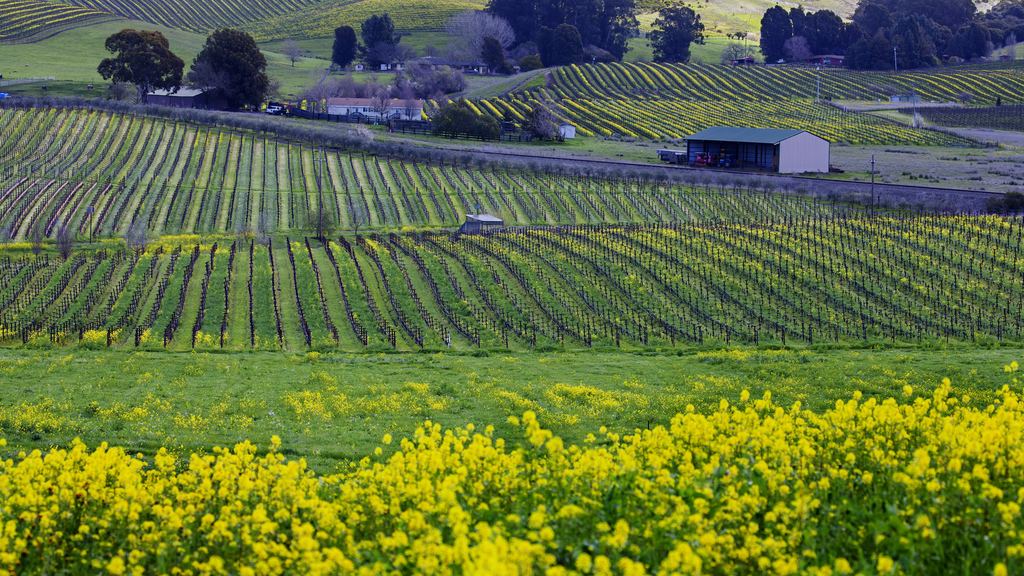 Vineyard rows on rolling hills in Napa Valley in spring with a field of yellow wild mustard flowers in the foreground