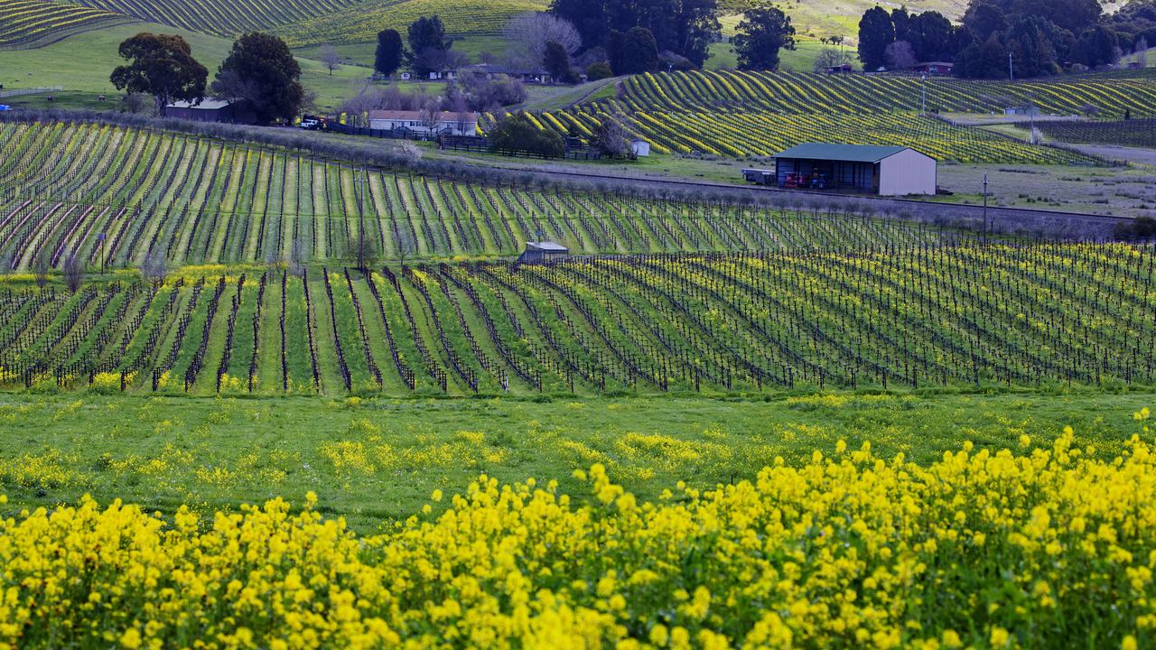 Vineyard rows on rolling hills in Napa Valley, California, in spring with a field of yellow wild mustard flowers in the foreground
