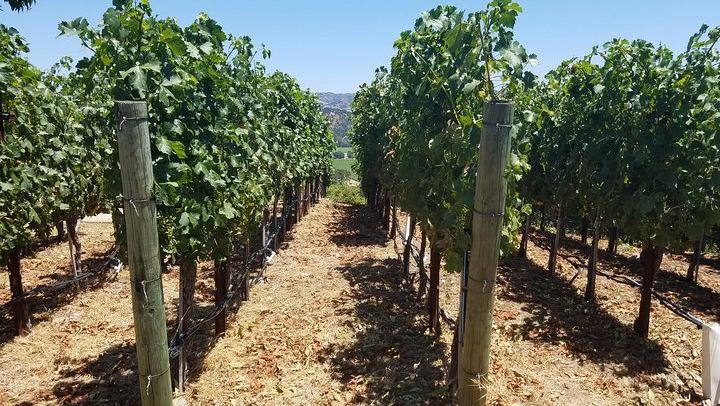 Private 6-Hour Wine Country Tour by Sedan, SUV or Limo with Chauffeur (1/8)