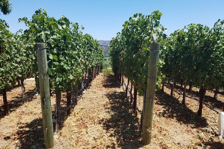 Private 6-Hour Wine Country Tour by Sedan, SUV or Limo with Chauffeur (1/8)