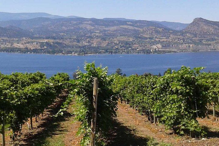 Private Kelowna Wine Tour by Mercedes Sprinter Van for Up to 11 Guests, 4 Hours (9/12)