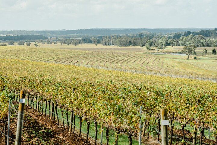 Small-Group Hunter Valley Wine Tour from Newcastle with Distillery and Lunch Stop (7/12)