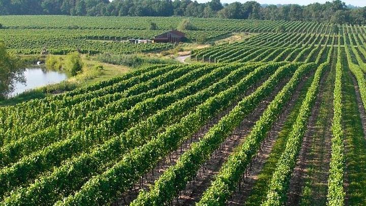 Niagara-on-the-Lake Guided Wine Tour with Icewine Tastings and Free Time in Town (1/9)
