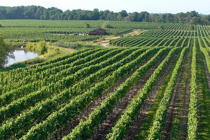 Niagara-on-the-Lake Guided Wine Tour with Icewine Tastings and Free Time in Town (1/9)