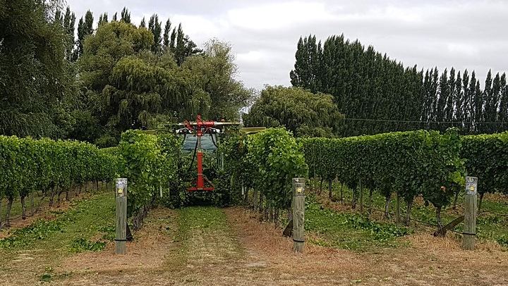 Afternoon Marlborough Wine Tour: Small Group of 11, Four Wineries, Hotel Pickup (3/7)