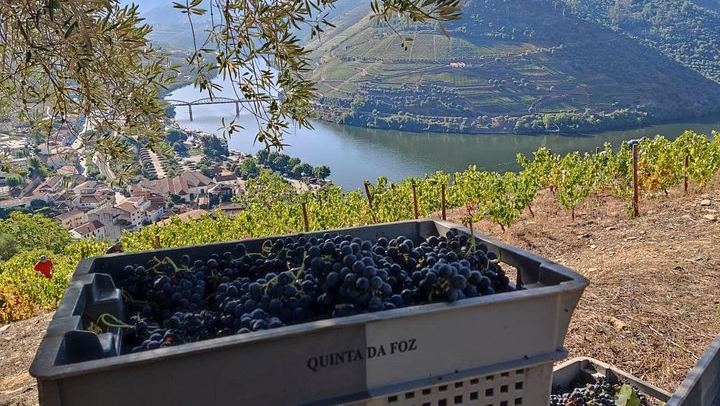 Pinhão Winery Visit at Quinta da Foz: Cellar, Vinification and Five-Wine Tasting (1/6)