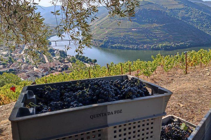 Pinhão Winery Visit at Quinta da Foz: Cellar, Vinification and Five-Wine Tasting (1/6)