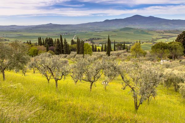 Private Chianti Wine Tours