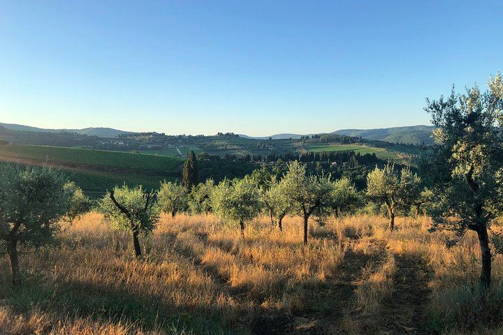 Chianti Classico Hiking Day from Florence: 7 km Walk, 3 Organic Wineries and Lunch (6/12)