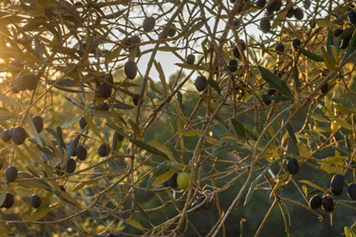 Half-Day Private Pla de Bages Wine and Olive Oil Tasting from Barcelona, Montserrat Views (9/12)