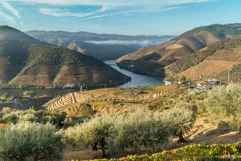 Olive trees on a terraced Douro hillside with low mist over the river