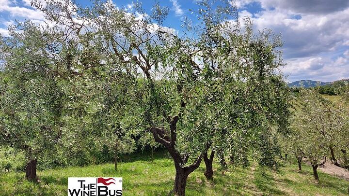Private Full-Day Irpinia Wine Tour from Sorrento with a Sommelier and Two Wineries (4/12)
