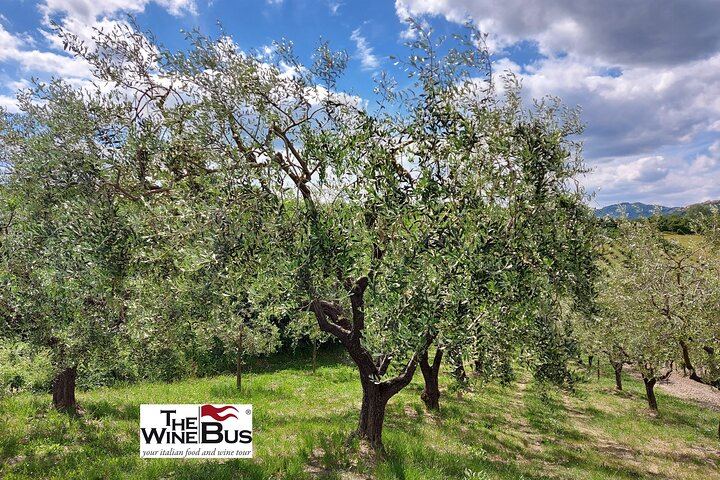 Private Full-Day Irpinia Wine Tour from Sorrento with a Sommelier and Two Wineries (4/12)