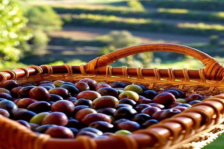 Half-Day Private Pla de Bages Wine and Olive Oil Tasting from Barcelona, Montserrat Views (8/12)